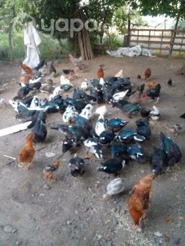 Patos - Imagen 3