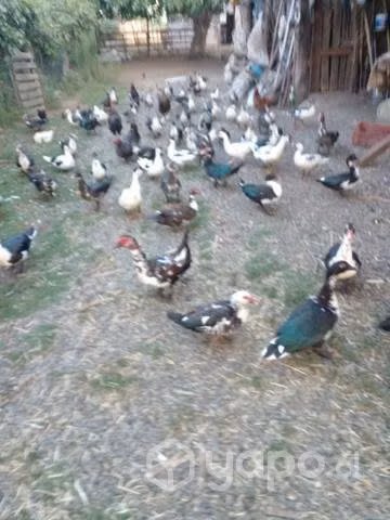 Patos - Imagen 5