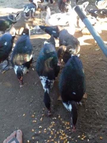 Patos - Imagen 4