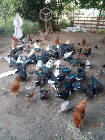 Patos - Imagen 2