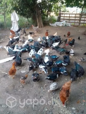 Patos