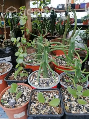 Suculentas