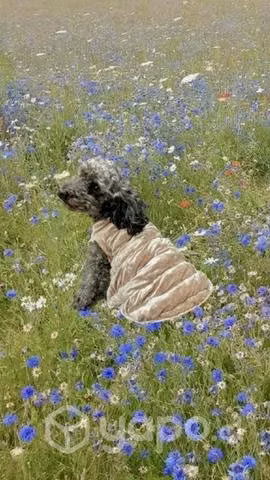 Chaqueta acolchonada para perritos - Imagen 2