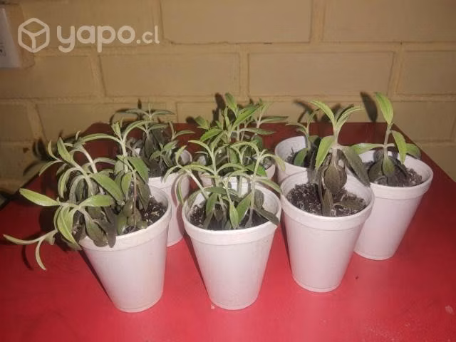Plantas kalanchoes