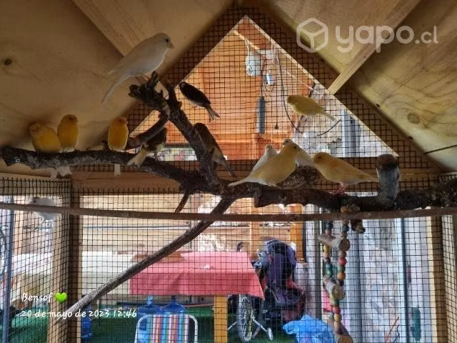 Jaula para aves - Imagen 2