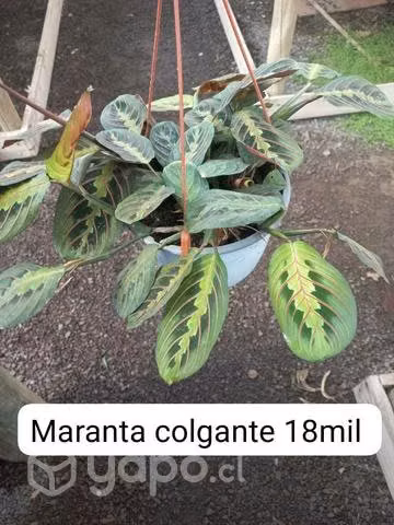 Plantas de interior y exterior