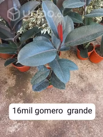 Plantas de interior y exterior