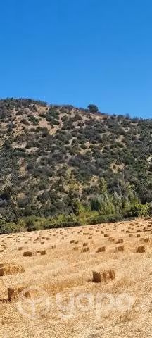 Fardos de avena