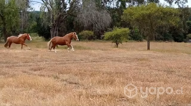 dos hermosos ejemplares