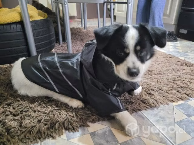 Capas impermeables para mascotas - Imagen 2