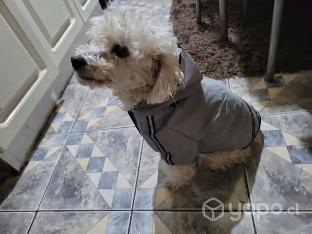 Capas impermeables para mascotas - Imagen 3
