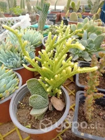 Suculentas y Cactus