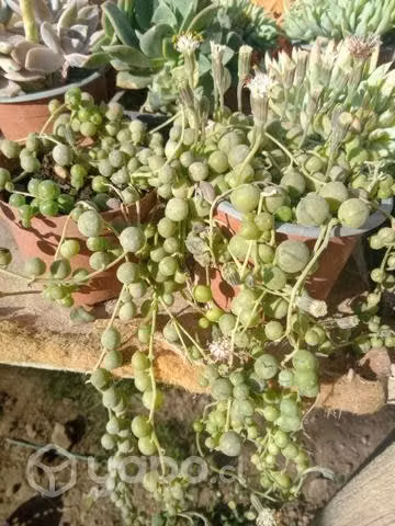Suculentas y Cactus