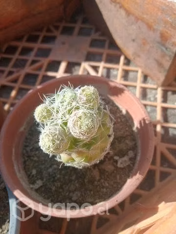 Suculentas y Cactus
