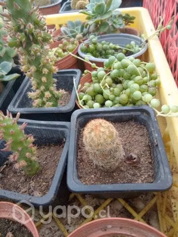 Suculentas y Cactus