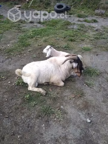 Chivo bóer