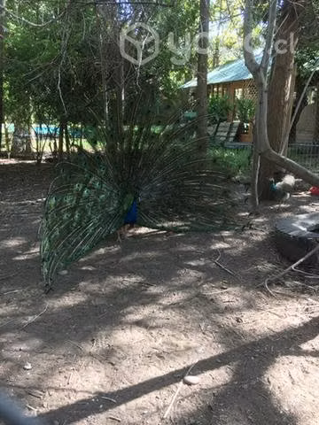 Pavos Reales Machos - Imagen 2
