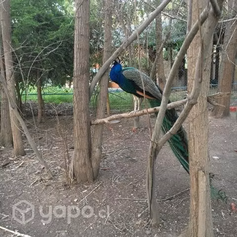Pavos Reales Machos