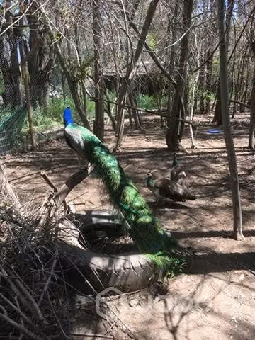 Pavos Reales Machos - Imagen 3