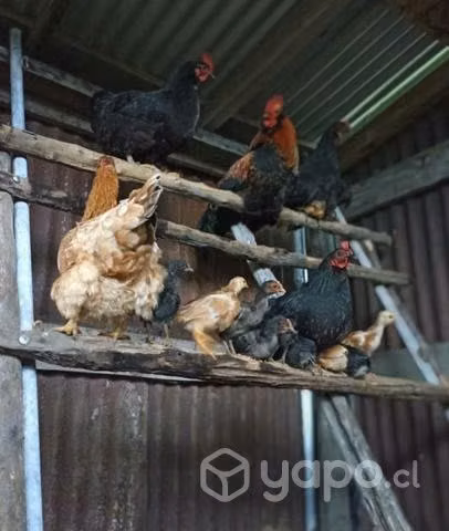 Pollos y pollas gallinas gallos