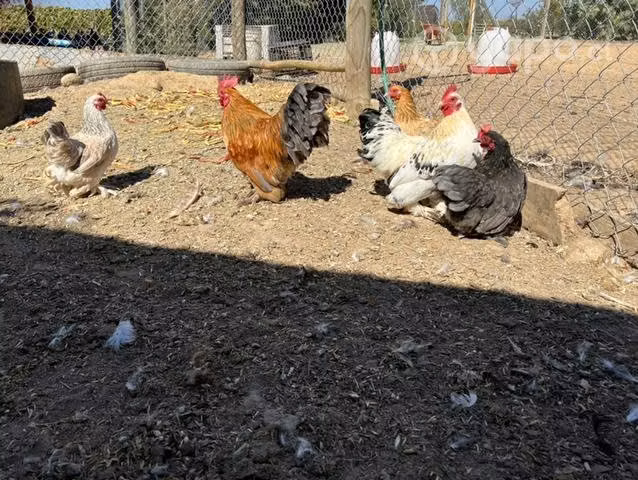 Gallinas cochinchinas - Imagen 5