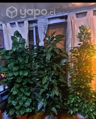 Árboles y plantas