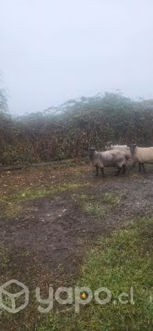 Ovejas y carnero - Imagen 3