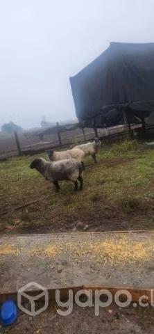 Ovejas y carnero - Imagen 2
