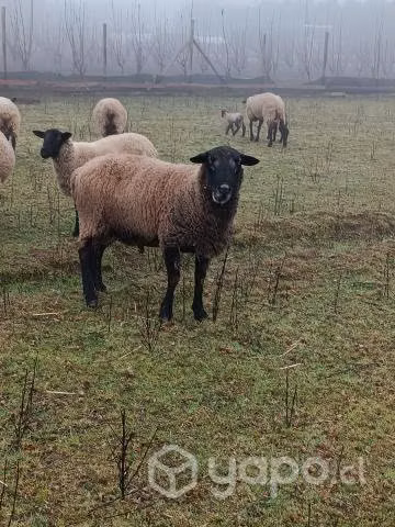 Ovejas y carnero