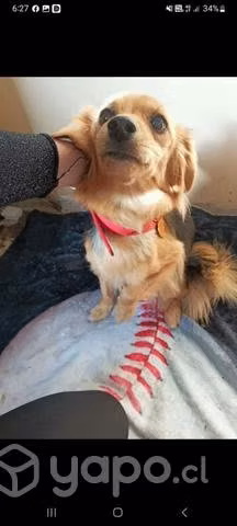 Perrita en adopción