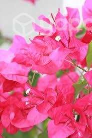 Bugambilia planta arbusto jardin