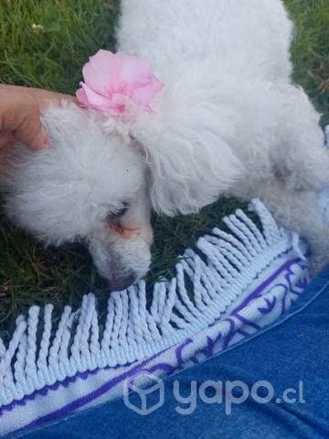 Mi bebe emi