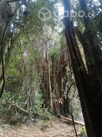 5 hectáreas