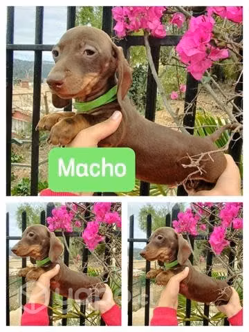 Machos salchicha chocolate fuego