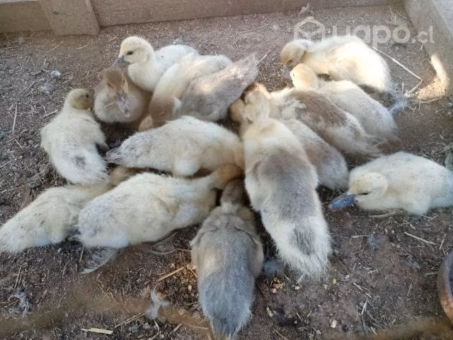 Patas caseras y patitos - Imagen 5