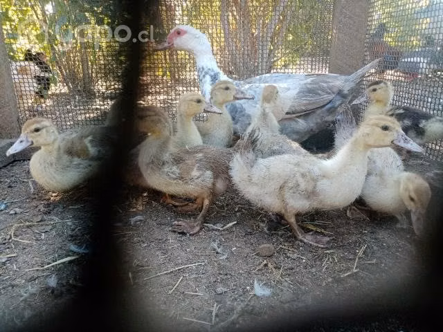 Patas caseras y patitos - Imagen 6