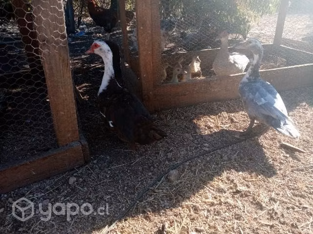 Patas caseras y patitos - Imagen 4