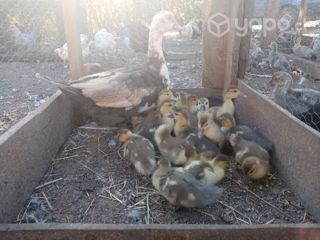 Patas caseras y patitos - Imagen 2