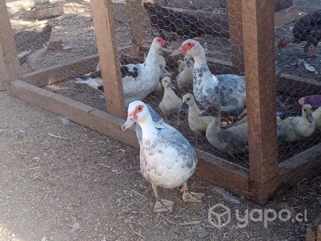 Patas caseras y patitos - Imagen 3