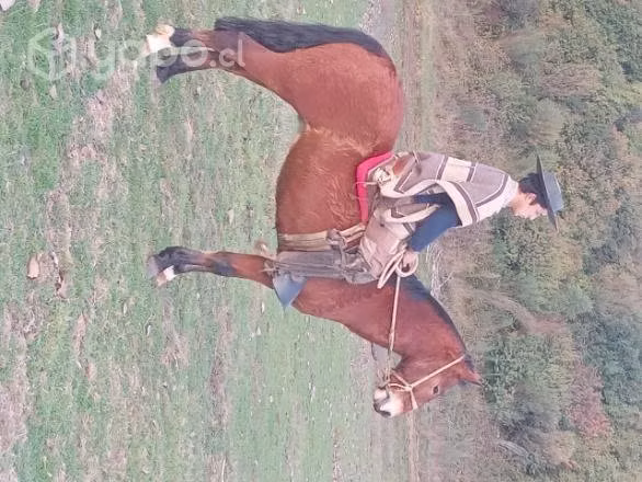 Caballo