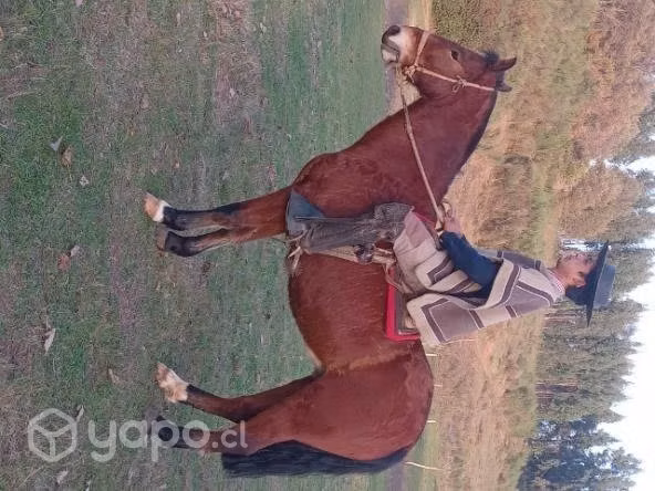 Caballo - Imagen 2