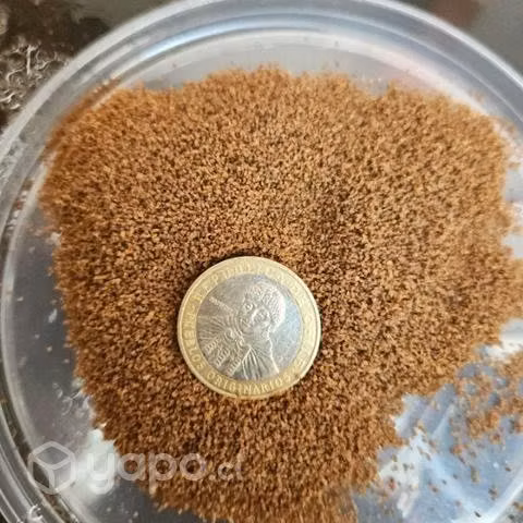 Alimento para peces