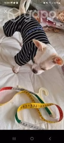 Ropa mascotas pequeñas