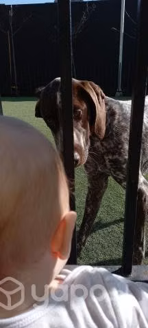 Paseador de perros