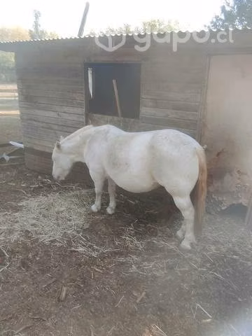 2 yeguas mansas por falta de talaje