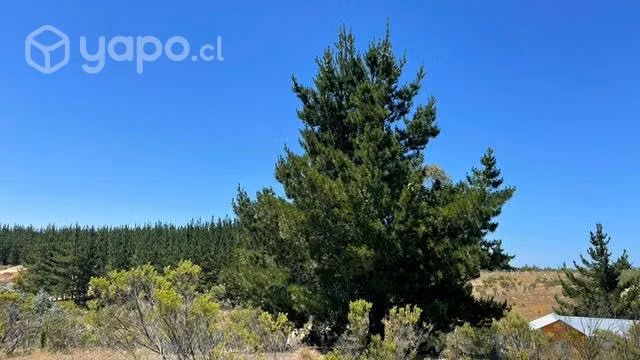 Parcela en Litueche con vegetación