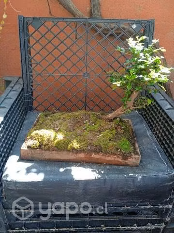 Bonsai de arrayan y bunque