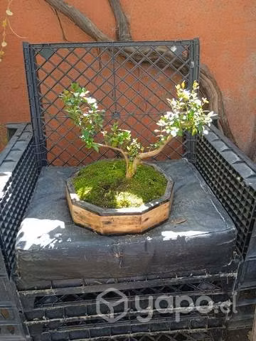 Bonsai de arrayan y bunque