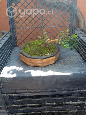 Bonsai de arrayan y bunque