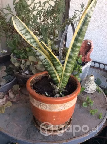 Sanseveria de 40 cm alto maceta de loza